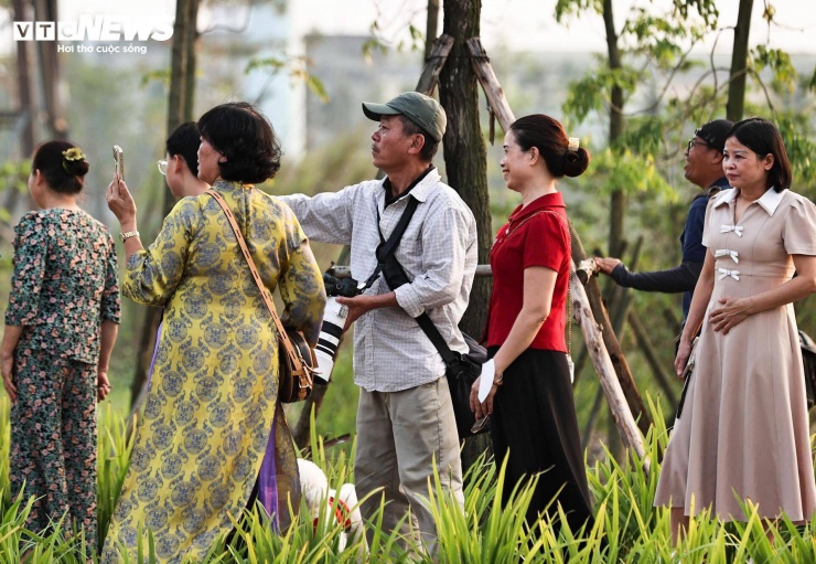 Người Hà Nội mang thang 'săn ảnh' đường hoa phong linh nở vàng rực rỡ - 11