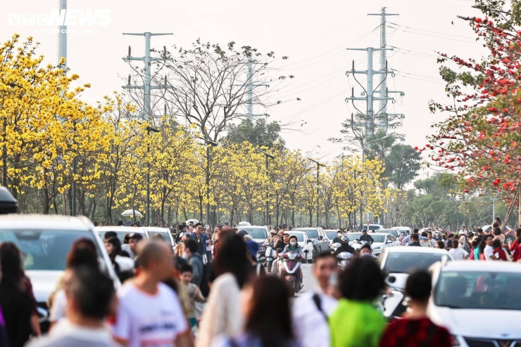 Người Hà Nội mang thang 'săn ảnh' đường hoa phong linh nở vàng rực rỡ - 14