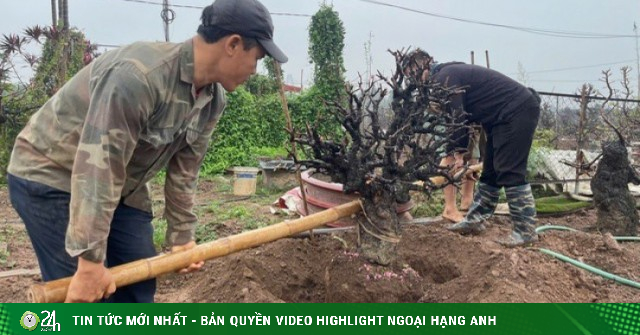 Hết Tết, đào đồng loạt 'lên sàn' thanh lý, nhà vườn tất bật thu mua
