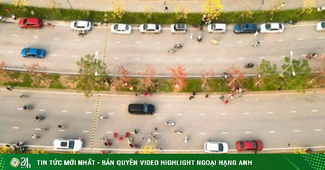Người Hà Nội mang thang 'săn ảnh' đường hoa phong linh nở vàng rực rỡ