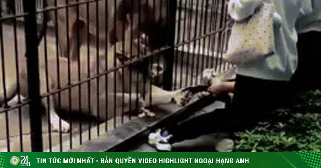 Bé gái 10 tuổi bị sư tử vồ khi cho ăn trong vườn thú