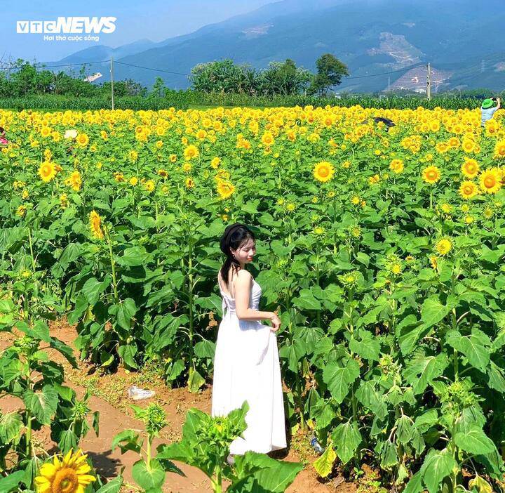 'Phát sốt' với cánh đồng hoa hướng dương rộng hơn 1,3 hecta ở Đà Nẵng - 3
