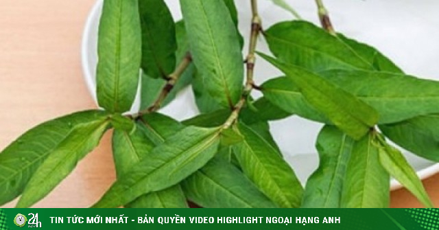 Rau răm có làm “yếu sinh lý” ở đàn ông?