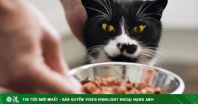 Chàng trai kiếm được 600 triệu đồng dịp Tết nhờ dịch vụ cho mèo ăn