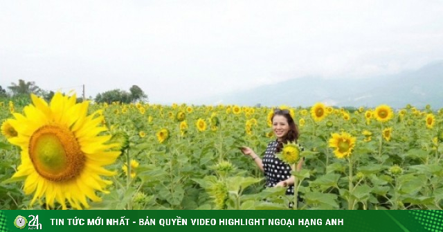 'Phát sốt' với cánh đồng hoa hướng dương rộng hơn 1,3 hecta ở Đà Nẵng