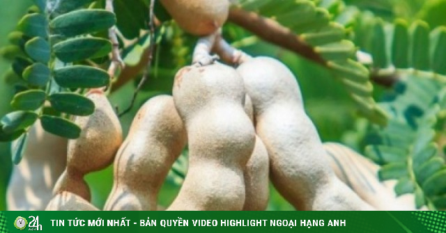 Thứ quả chua ngọt tưởng chỉ ăn cho vui miệng là “thuốc quý” lại bổ đủ đường