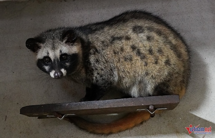 Chồn hương trưởng thành thường đạt trọng lượng trung bình từ 3-5kg/con