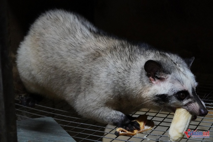 Chủ khách sạn ở Nghệ An đầu tư tiền tỷ nuôi chồn hương, thu tiền tỷ/năm - 6