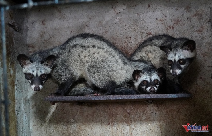 Chồn hương sau khoảng 3 tháng chăm sóc được tuyển chọn làm con giống