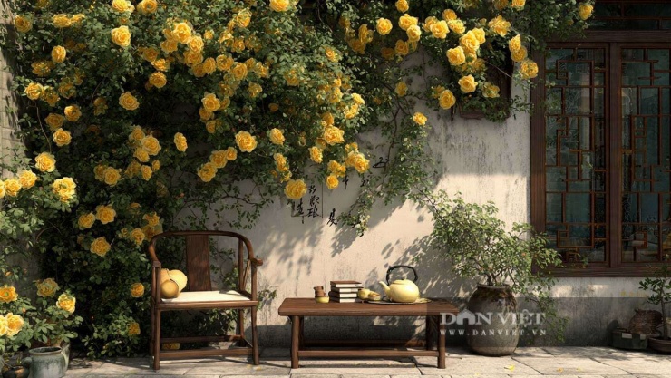 Cây cảnh này cho ra rất nhiều hoa với màu sắc rực rỡ