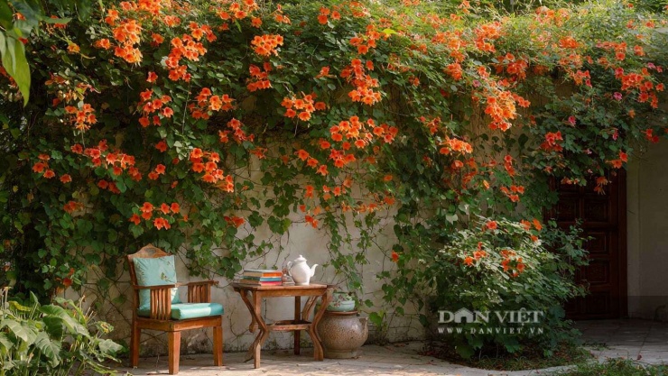 Cây cảnh cùng tuyệt đẹp trên nền những bức tường đỏ