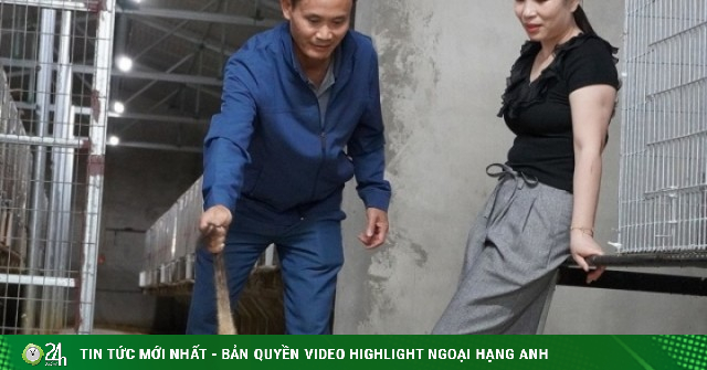 Chủ khách sạn ở Nghệ An đầu tư tiền tỷ nuôi chồn hương, thu tiền tỷ/năm