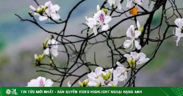 Điện Biên khai mạc Lễ hội Hoa Ban năm 2026 vào tối 8/3