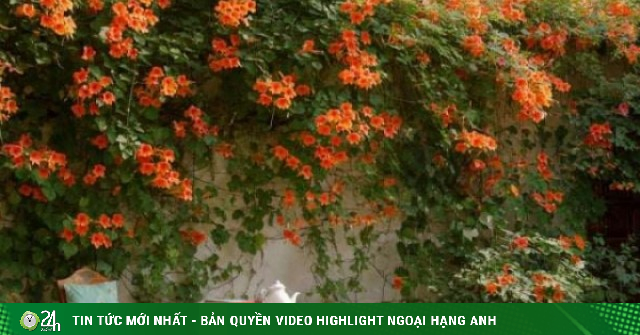 4 cây cảnh biến khu vườn thành xứ xở thần tiên, nở hoa nửa năm, sắc màu rực rỡ, thu hút tài lộc, may mắn