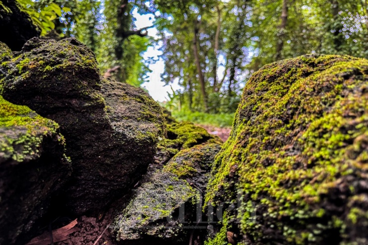 Những khối đá Bazan xù xì bám đầy rêu phong như nơi chưa có người chạm chân đến, tĩnh mịch giấu mình trong hơi thở nồng nàn của đất mẹ nguyên sơ.