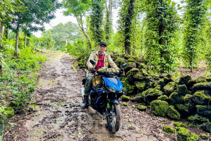 Thông tin nhiễu loạn đan xen chả biết đâu mà lần, khiến bước chân kẻ lữ hành cứ mãi chông chênh giữa mê lộ xanh rì của cỏ cây và những lời đồn thổi.