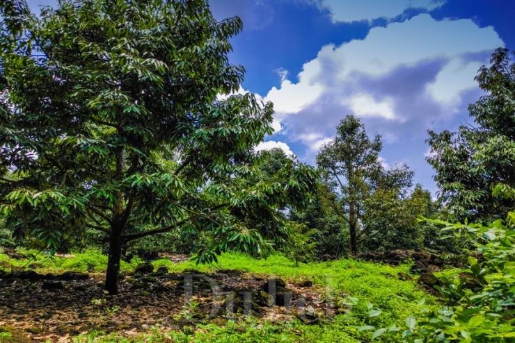 Bóng tối loang lổ chực chờ đổ xuống cánh rừng, bủa vây lấy niềm tin yếu ớt của những kẻ đang cố giải mã bí mật về "sào huyệt" mê hoặc ấy.