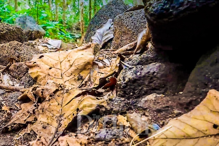 Cửa hang chỉ rộng đủ để một người cúi rạp mình chui xuống. Và rồi, khi ánh đèn pin đầu tiên quét vào vách đá, một thế giới khác hiện ra, thinh lặng và đầy mê hoặc.