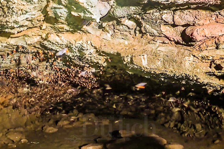 Bất ngờ, ngó lên trần hang, hàng ngàn đốm đen cuộn mình trong lớp cánh mỏng tang, lẳng lặng treo mình như những quả chuông lủng lẳng.