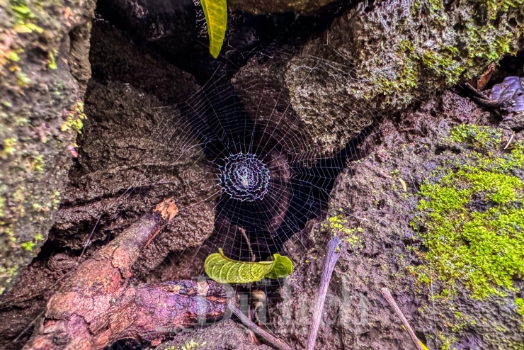 Nắng chiều vắt ngang cánh rừng giá tỵ, miệng hang nhỏ hẹp bỗng khép kín sau lưng chúng tôi, trả lại sự tĩnh lặng vốn có như thể chưa từng có ai đặt chân qua.