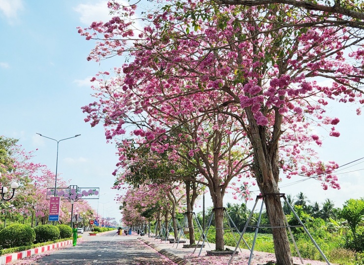 Du khách mê mẩn với hoa kèn hồng ở Cần Thơ - 2