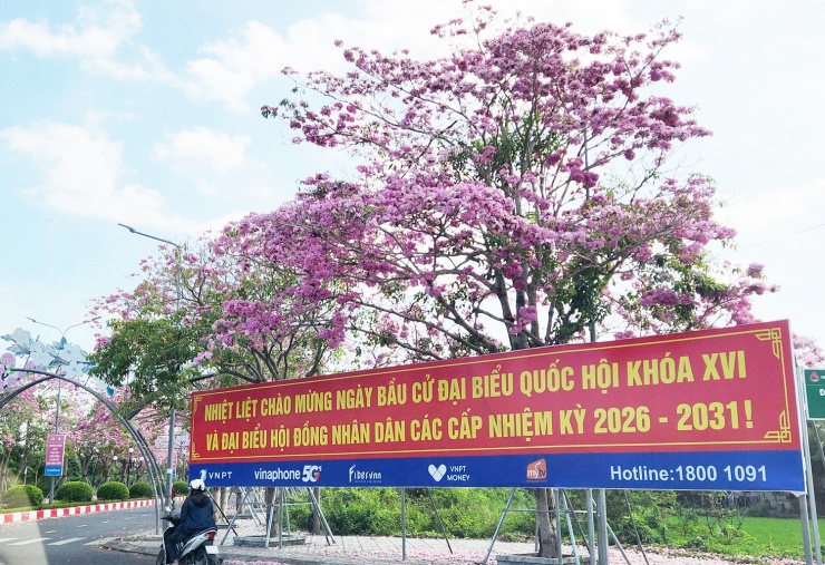 Du khách mê mẩn với hoa kèn hồng ở Cần Thơ - 7