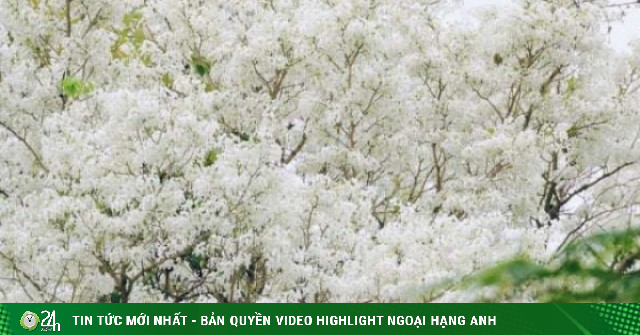 Tháng 3, Hà Nội “thả thính” lòng người bằng sắc trắng tinh khôi của mùa hoa sưa vội vã