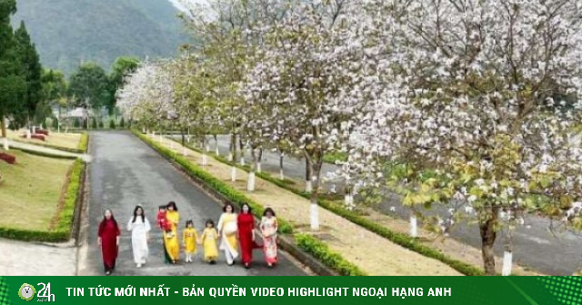 Ngẩn ngơ sắc trắng hoa ban tô điểm phố phường ở Lai Châu