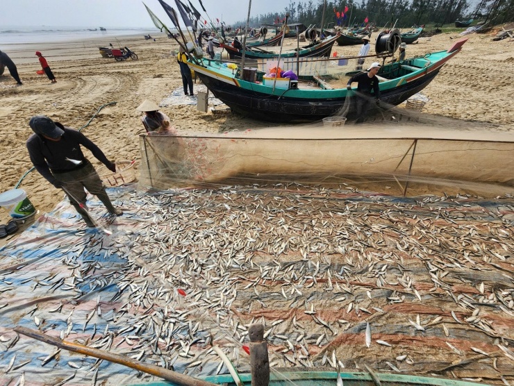 Mỗi chuyến biển, nhiều tàu của ngư dân đánh bắt được từ 1–2 tấn cá trích. Những tàu trúng ít hơn cũng đạt sản lượng từ vài trăm kg đến gần 1 tấn.