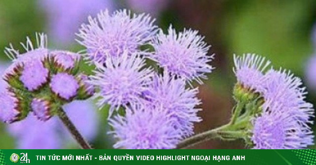 Hoa cứt lợn có thật sự chữa được viêm xoang? Sự thật ít người biết