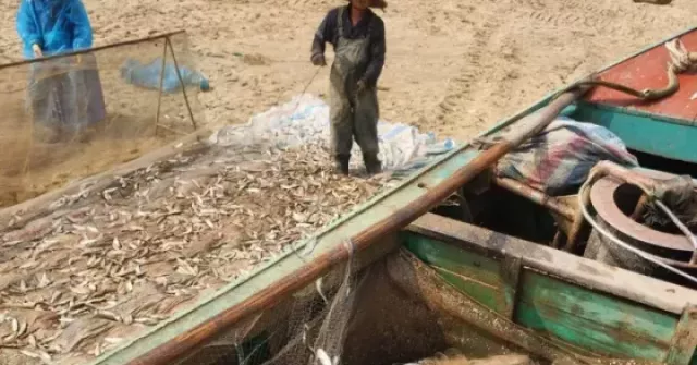 Ngư dân trúng đậm cá trích, thu tiền triệu mỗi chuyến biển