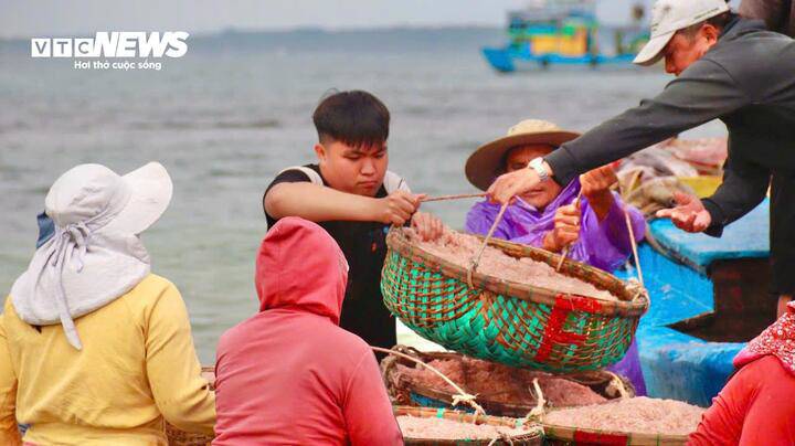 Theo ngư dân địa phương, năm nay ruốc xuất hiện sớm và tập trung thành từng đàn lớn gần bờ. Đây là loài hải sản nhỏ, thường xuất hiện theo mùa . Vì vậy, khi ruốc vào mùa, bà con tranh thủ ra khơi để kịp đánh bắt.