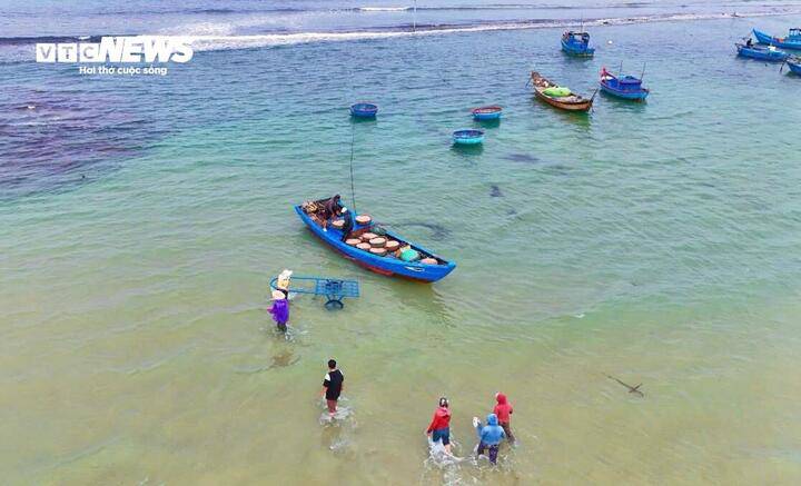 Từ rạng sáng, bãi biển Đông Sơn đã rộn ràng tiếng máy nổ của các tàu công suất nhỏ. Ruốc biển xuất hiện nhiều ở khu vực cách bờ chỉ vài trăm mét đến khoảng một hải lý, tạo điều kiện thuận lợi cho ngư dân khai thác.