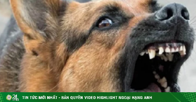 Cháu bé tử vong sau khoảng 4 tháng bị chó cắn