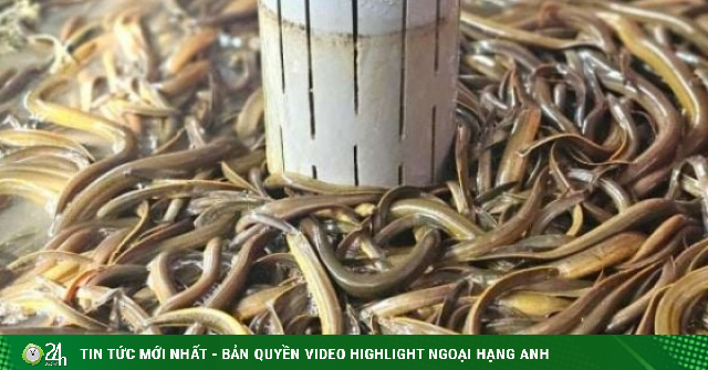 Con đặc sản lặn ngụp dày đặc trong bể, nuôi thành công, anh nông dân Nghệ An nói có từng nào cũng bán hết