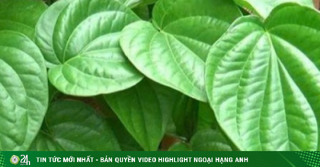 Lá trầu không - “vị thuốc dân gian” với nhiều công dụng đáng ngạc nhiên
