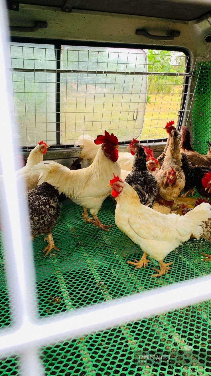 Loài vật từng chỉ có trong truyền thuyết Sơn Tinh – Thủy Tinh nay thành kiểu làm giàu của người dân Phú Thọ - 7