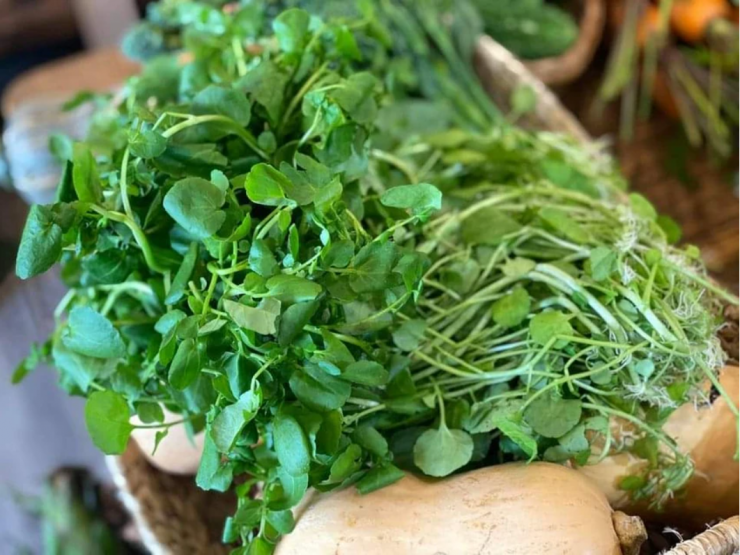 Cải xoong đi vào kinh phế, can, có nhiều tác dụng với gan.