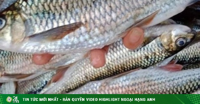 Mẹo xương máu phân biệt cá tươi và cá ươn, người bán 'cậy mồm' cũng không nói