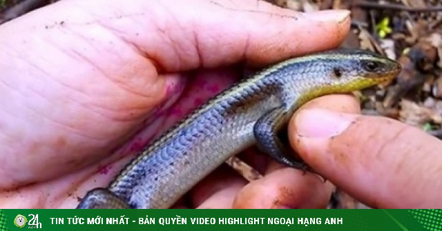 Loài bò sát nhỏ xíu giúp nông dân miền Tây “hốt bạc”