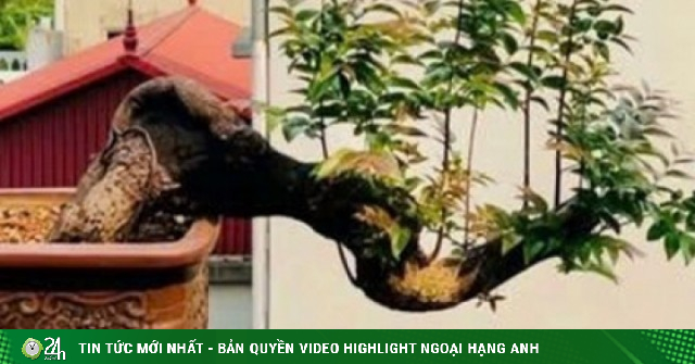 Cây Muội Hồng: Từ vách đá thành “thú chơi” tiền triệu trên bàn trà