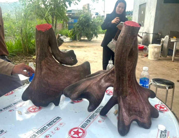 Cặp nhung nai có trọng lượng gần 17kg được anh Sinh ở xã Quỳnh Văn, tỉnh Nghệ An bán với giá 125 triệu đồng.