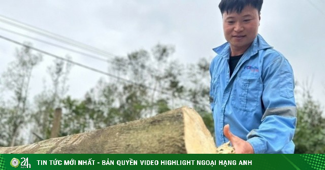 Nông dân xã miền núi Hà Tĩnh thu trăm tỷ nhờ 'tìm vàng' trong thân cây