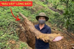 Tin tức sức khỏe - Việt Nam có một “báu vật dưới lòng đất” dài cả mét, tuy xấu xí nhưng siêu bổ dưỡng cho bàng quang!