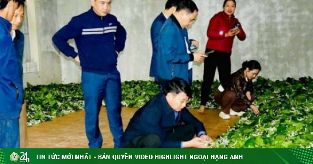 Con vật này thích nằm trên lá dâu vừa ăn vừa lớn, nông dân xã mới này ở Hà Tĩnh tháng nào cũng "lĩnh lương"