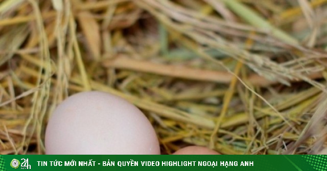 Mua trứng nên chọn quả to hay quả nhỏ? Người chăn nuôi lâu năm tiết lộ câu trả lời bất ngờ