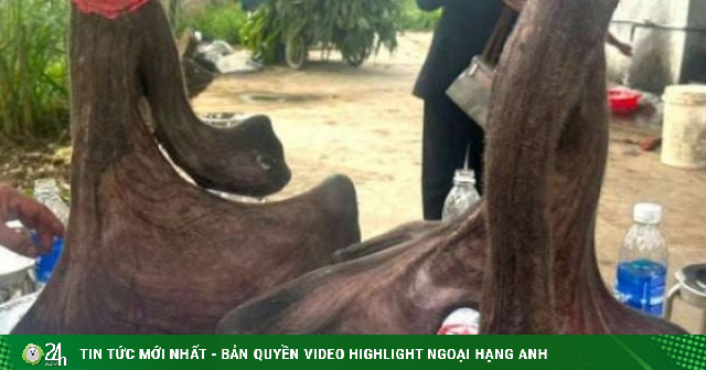 Con nai ở Nghệ An cho cặp nhung “khủng” gần 17kg, trông như bông hoa mào gà, khách chốt giá 125 triệu đồng