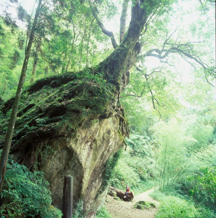 Nhiều cây trong khu rừng này có tuổi đời hàng trăm, thậm chí hàng nghìn năm.