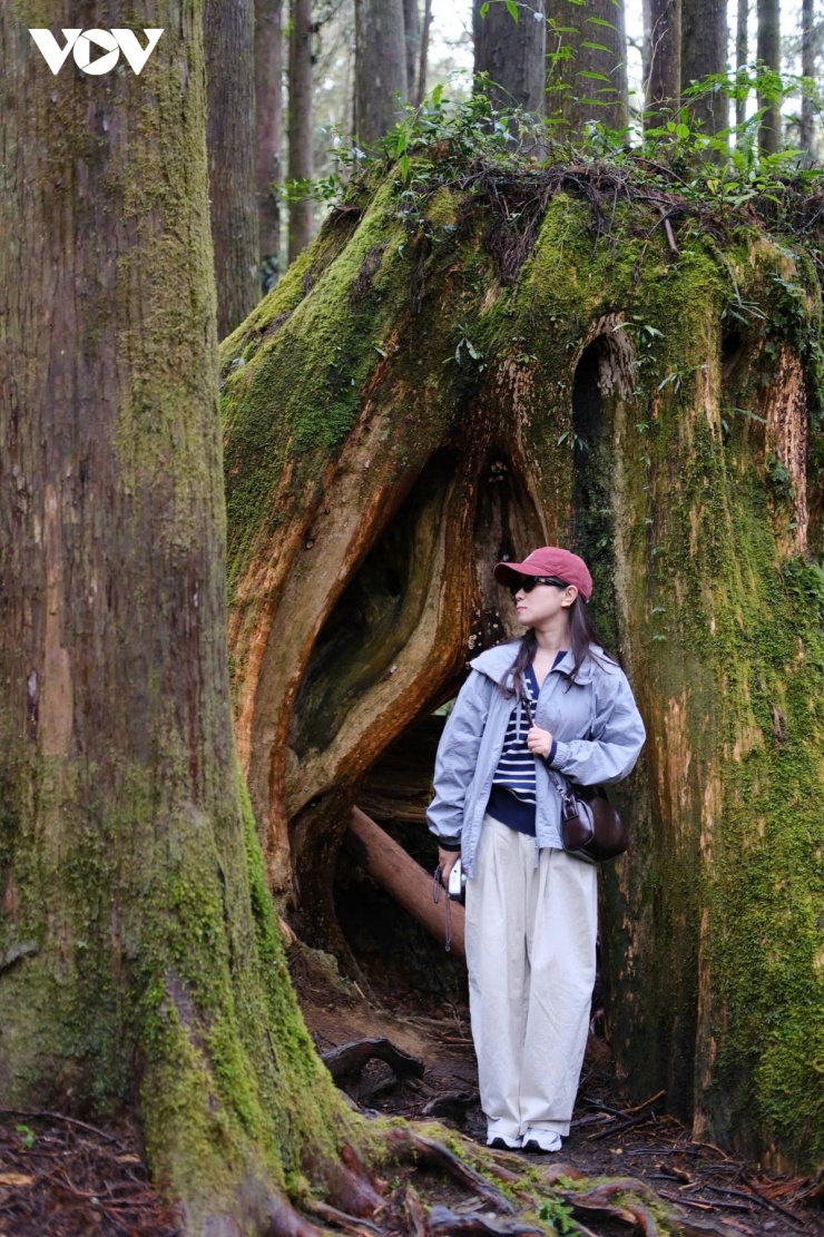 Du xuân Alishan - Lạc giữa biển mây và rừng cổ thụ của Đài Loan - 12