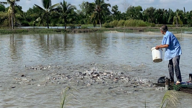Với sản lượng bình quân đạt 25 tấn cá mỗi năm, sau khi trừ chi phí, gia đình ông thu về lợi nhuận ổn định khoảng 500 triệu đồng/năm. Ản: ĐVCC